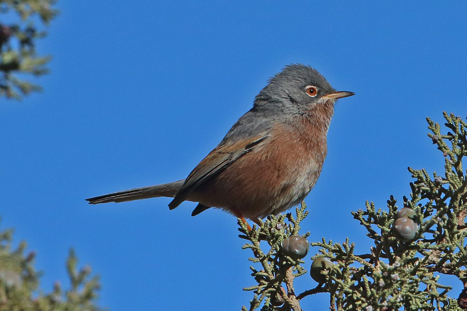 image Tristram's Warbler